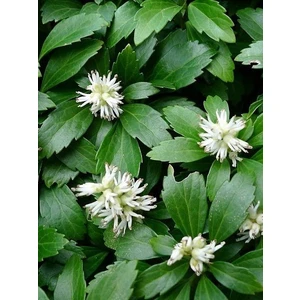 Japon Süpürgesi Pachysandra Terminalis Saksıda