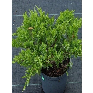 Bonsai Için Sabin Ardıcı Juniperus Sabina Tamariscifolia Saksıda
