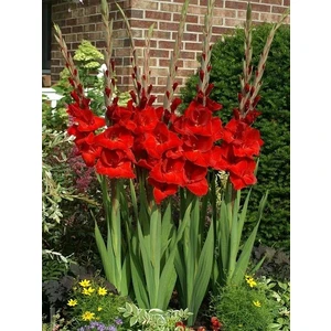 Glayör Soğanı Kırmızı Renk Saksıda