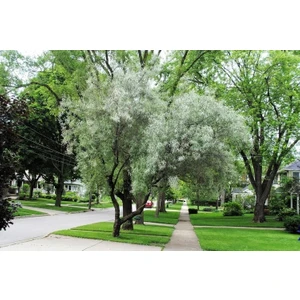 TNC Garden Groups Anadolu Iğde Fidanı Elaeagnus Angustifolia