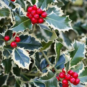 Alacalı Çoban Püskülü Bitkisi