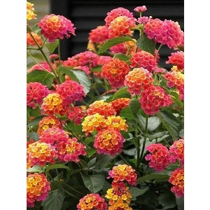 Ağaç Minesi Lantana Camara 20 cm