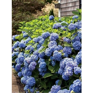 Ortanca Fidanı Mavi Hydrangea Macrophylla Blue Ithal