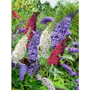 Promosyon Kelebek Çalısı Buddleja Davidii Saksıda