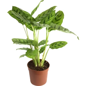 Calathea Leopardina (Dua Çiçeği)