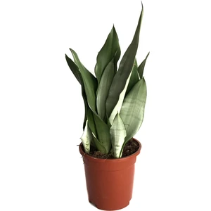 Sansevieria 'Moonshine' (Paşa Kılıcı)