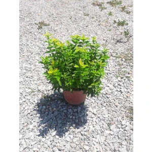 ALTUNİ ÇITIR TAFLAN - SARI RENKLİ ÇİT BİTKİLERİ 50 ADET PAKET