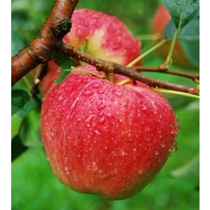 Fuji Kuki Elma Ağacı Fidanı