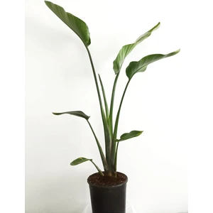 Mery Flowers Starliçe Cennet Kuşu Çiçeği - Strelitzia Canlı Salon Bitkisi 100-140 cm
