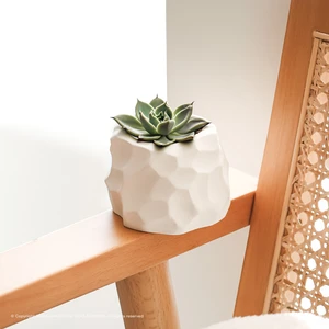 Kara Teke Collectıons - Modern Kaya Görünümlü Dekoratif Beton Sukulent Saksı (Bej - Kırık Beyaz)