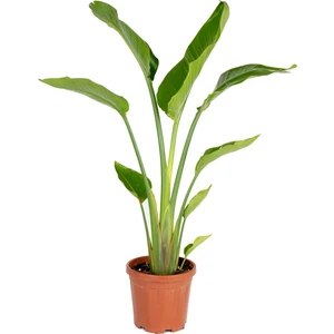 The Best Online Thebestonline Strelitzia Reginae, Starliçe Cennet Kuşu 20-40CM, Canlı Salon Bitkisi