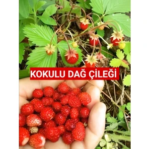 20 Adet Karadeniz Kokulu Yabani Dağ Çileği Fidesi Açık Köklü (10-20 Cm)