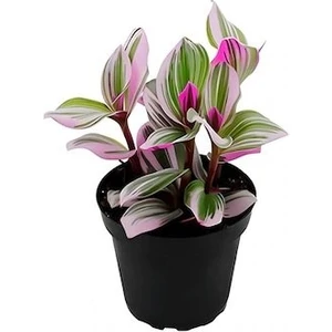 The Best Online Thebestonline Telgraf Çiçeği Adet Mini Saksılı Canlı Salon Bitkisi (Nanouk Tradescantia)