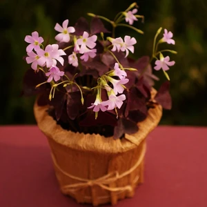 Saksıda Uykuçiçeği / Süsyoncası ( Oxalis Triangularis)