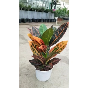 My Çiçekçim Craton Kraton Bitkisi 45-60 cm Ev,ofis,salon Bitkisi