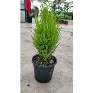 My Çiçekçim Limon Selvi 30-40 cm