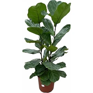 2 Köklü Ficus Lyrata Keman Yapraklı Kauçuk 120 cm