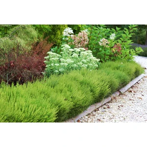 Tunç Botanik HANIMELİ ÇİT BİTKİSİ 10 ADET 'Lonicera Nitida'