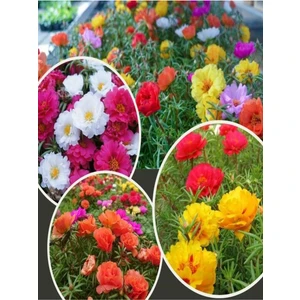 Garden Box Mini Kedi Tırnağı Çiçeği 3 Adet Karışık Katlı Dış Mekan Bitkisi