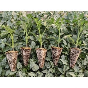 Garden Box Çeri Domates Fidesi Yüksek Verimli 10 Adet