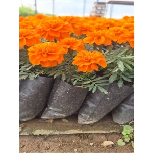 Garden Box Mis Kokulu Turuncu Renk Çıtır Kadife Çiçeği (5-20 cm)3 Adet Tüplü Dış Mekan Bitkisi