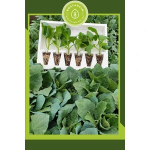 Garden Box Kemer Patlıcan Fidesi (6'lı Ambalaj) Bol Verimli