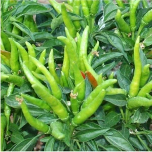 Garden Box Yediveren Cin Biber Fidesi (10 Adet)