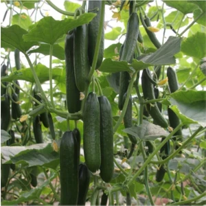 Garden Box Sırık Salatalık Fidesi 10'lu Ambalaj Bol Verimli