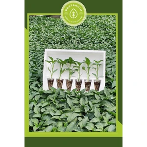 Garden Box Samandağ Biber Fidesi (6'lı Ambalaj) Bol Verimli