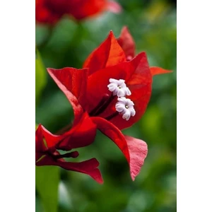 Smyrna Garden Kırmızı Sarıcı Begonvil / 80-100 cm / Mevsimsel Şu An Az Çiçekli