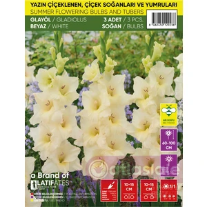 3 Adet Glayöl Soğanı - Beyaz Renk