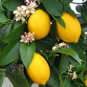Limon Fidanı