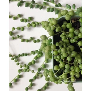 Smyrna Garden İnci Dizisi Sukulent / 5,5 cm Saksıda / Curio Herreanus Succulent / Çok Sevilen Tür