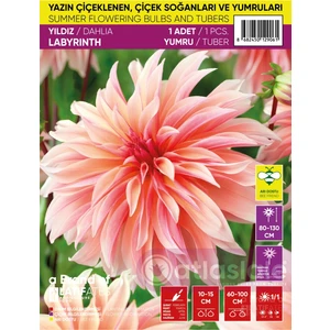 1 Adet Dahlia / Dalya / Yıldız Yumrusu - Labyrınth