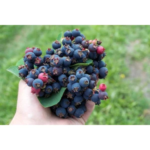 Saskaton (Saskatoon Berry) Fidanı – 5 Adet Canlı Meyve Fidanı