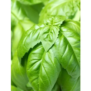 Pinaper Seed Yeşil Fesleğen Tohumu 300 Adet Tohum
