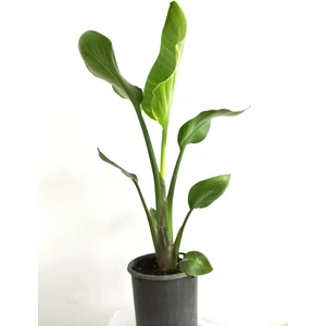 Starliçe Cennet Kuşu Çiçeği - Strelitzia Canlı Salon Bitkisi 70-100 cm