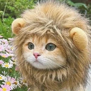 Kedi Kostümü Aslan Yelesi