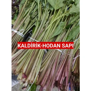 500 Gram Kaldirik - Hodan - Ispıt Otu Sapı