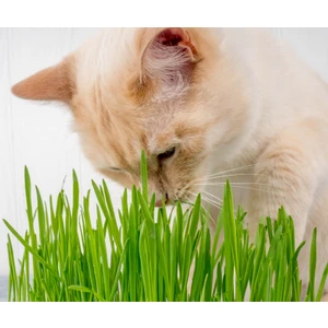 Kedi Çimi 12 cm'lik Saksıda