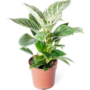 Philodendron White Measure 'birkin' - Beyaz Philodendron - Ev Ofis Salon Iç Mekan Bitkisi