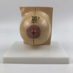 Meme Maketi - Meme Anatomisi Maketi (Normal Periyod)