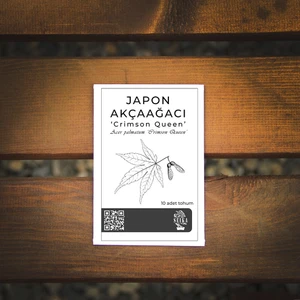 Ağaç Tohumu - Japon Akçaağacı 'dissectum Crimson Queen' - 10 Adet