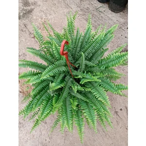 The Best Online Aşk Merdiveni Çiçeği