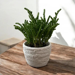 MF Botanik Duvar Desen Beton Saksı 0,15 Litre - Kaktüs Sukulent Saksısı Beyaz