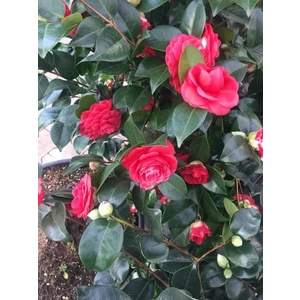 Kamelya Çiçeği KIRMIZI