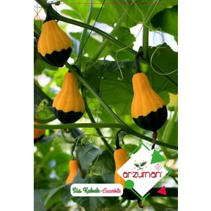 Süs Kabak(Paketteki Tohum Sayısı 10)