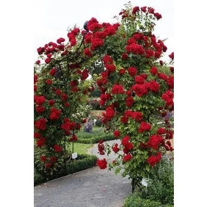 Kırmızı Sarmaşık Gül Fidanı Kokulu (tüplü = 100-130 Cm)