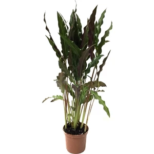 Calathea Rufibarba (Dua Çiçeği)
