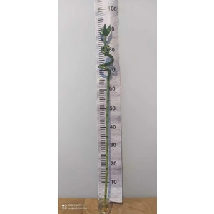 Şans Bambu 90 cm (Dal Bambu, Lucky Bamboo) - Kolay Bakımlı Iç Mekan Bitkisi